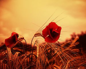 Bonjour tout le monde !