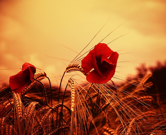 Bonjour tout le monde !